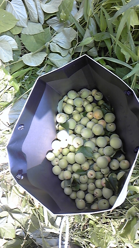 f0161333_14505986.jpg