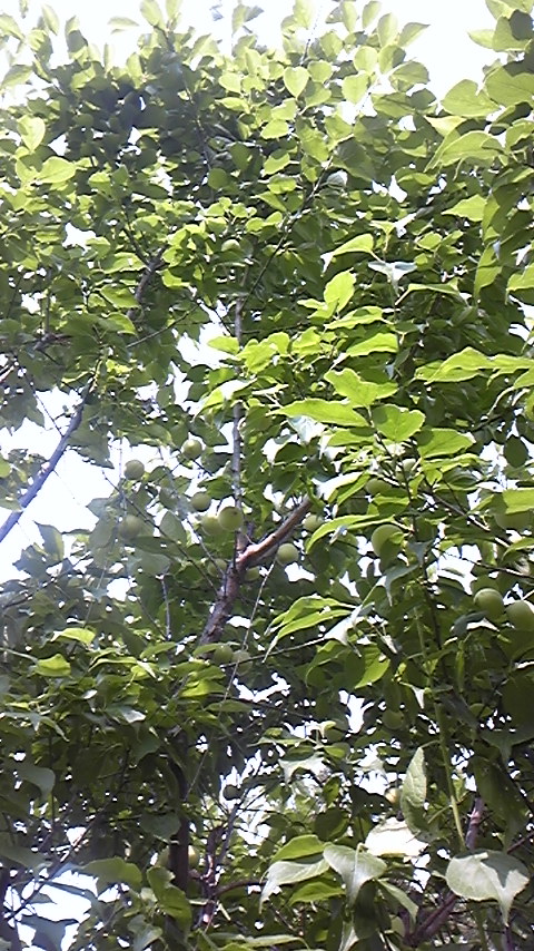 f0161333_1451029.jpg