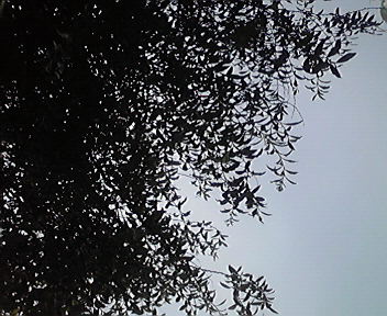 e0162536_1722329.jpg