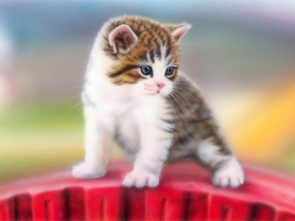 動物 かわいい猫の画像集 壁紙 動物 かわいい猫の画像集 壁紙 Naver まとめ