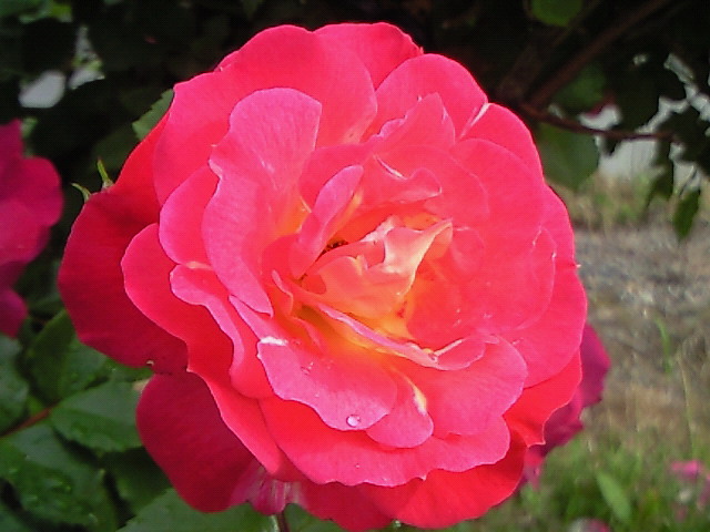 e0118970_20532671.jpg