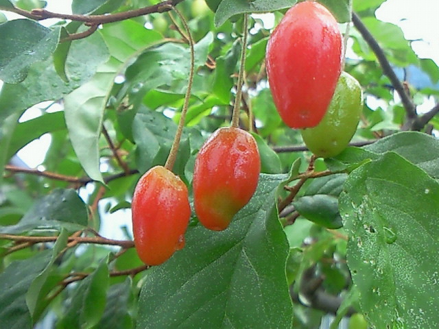 e0118970_22172596.jpg
