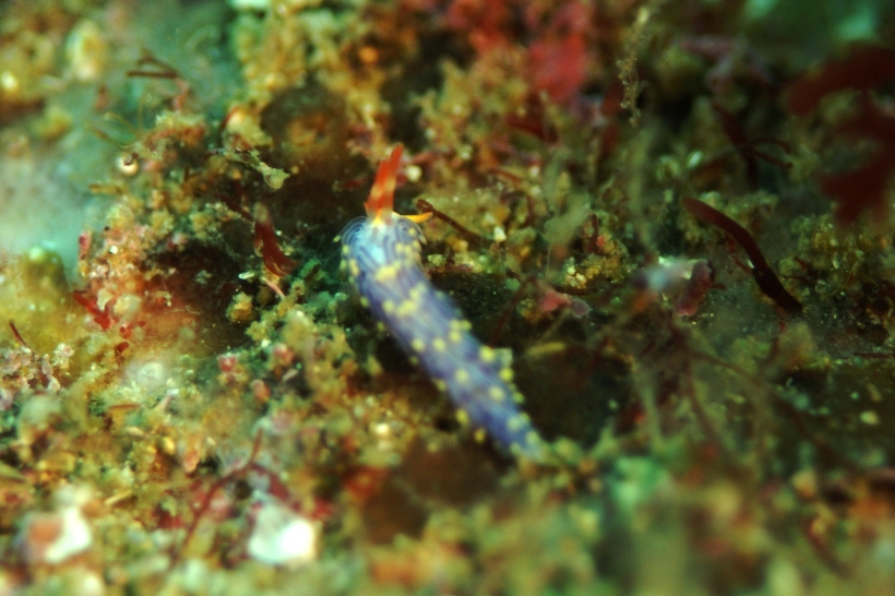 c0181073_10455523.jpg