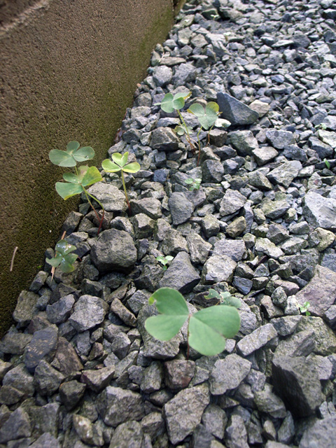 d0141173_2323277.jpg