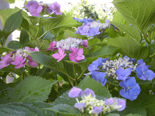 e0066883_22394477.gif