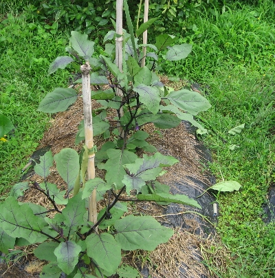 f0003283_1095817.jpg