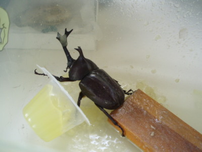 c0086895_1265770.jpg