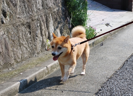 f0004309_1602557.jpg