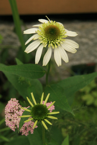 e0102713_13451618.jpg