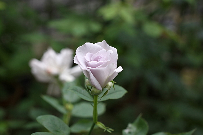 b0165522_11235977.jpg