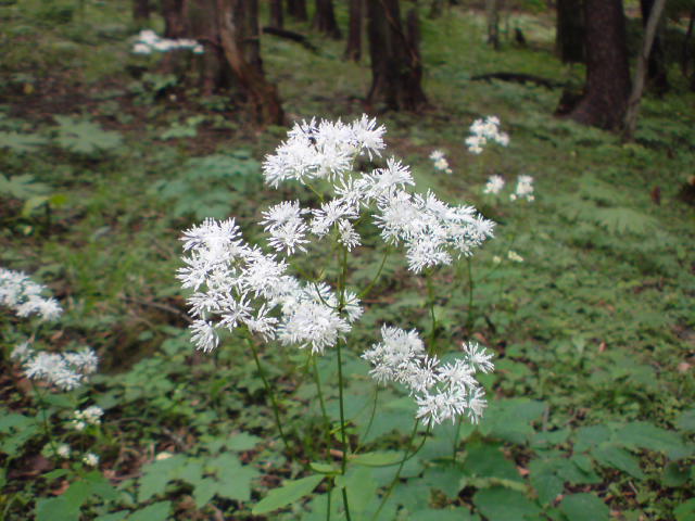 e0016828_1059329.jpg
