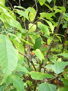 e0100046_2152335.jpg