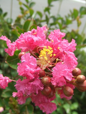 f0068649_2331884.jpg