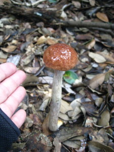 c0179351_10593569.jpg