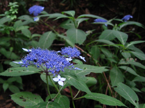 c0179351_11105037.jpg