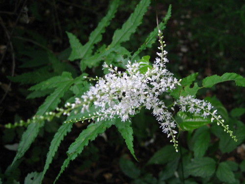 c0179351_1111478.jpg