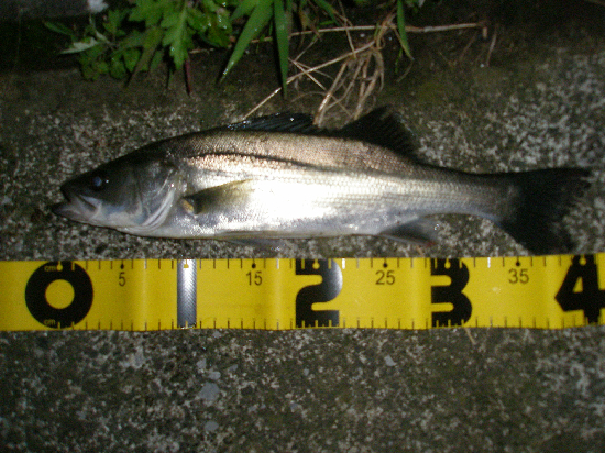f0150151_20541680.jpg
