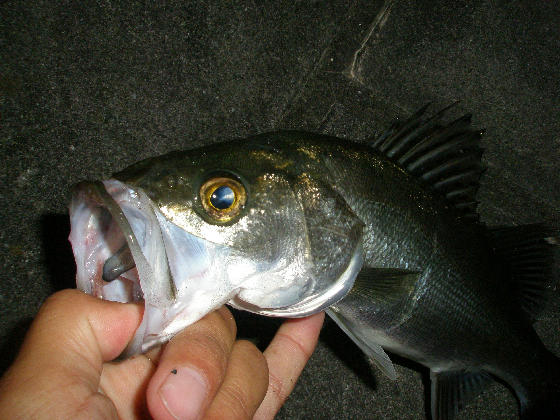 f0150151_20542933.jpg