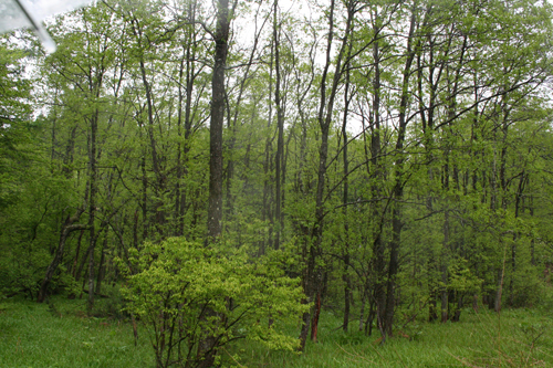 a0003259_183172.jpg