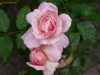 f0195963_17251163.jpg