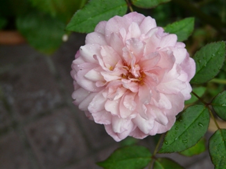 f0195963_17263163.jpg