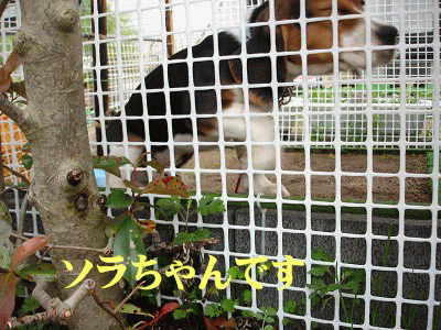 f0003174_932511.gif