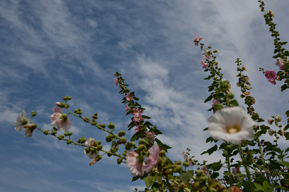 a0083081_16465441.jpg