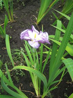 f0201297_045715.jpg