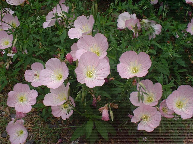 f0173908_19551526.jpg