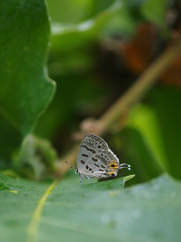 d0090322_9442225.jpg