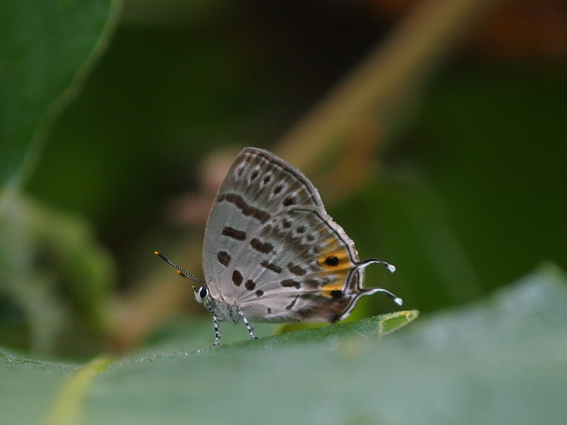 d0090322_9454694.jpg