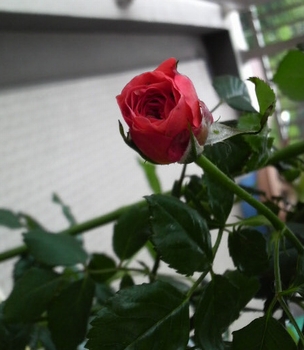 b0028524_22571461.jpg