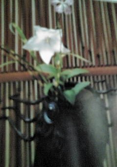 a0098027_17473870.jpg
