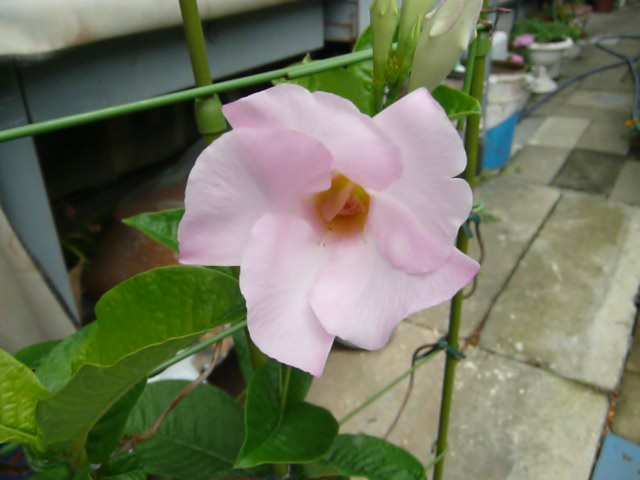 e0033229_20333330.jpg