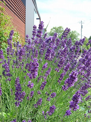 f0205733_16111125.jpg