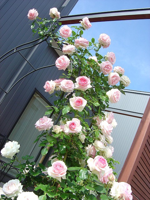 f0205733_1657561.jpg