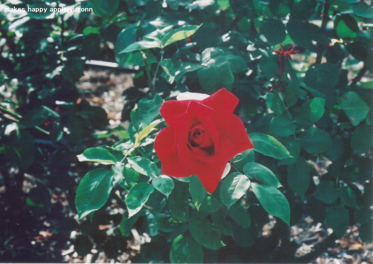 e0165434_2235326.jpg