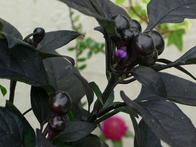 f0061334_23462222.jpg