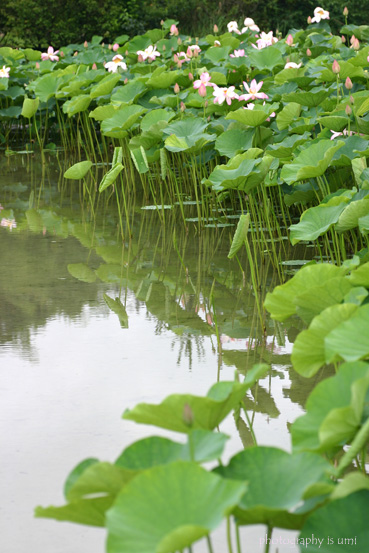 e0083238_02264.jpg