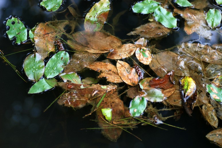 e0009147_17293091.jpg