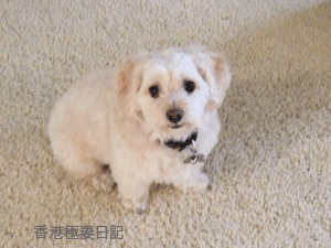 f0190653_750179.gif