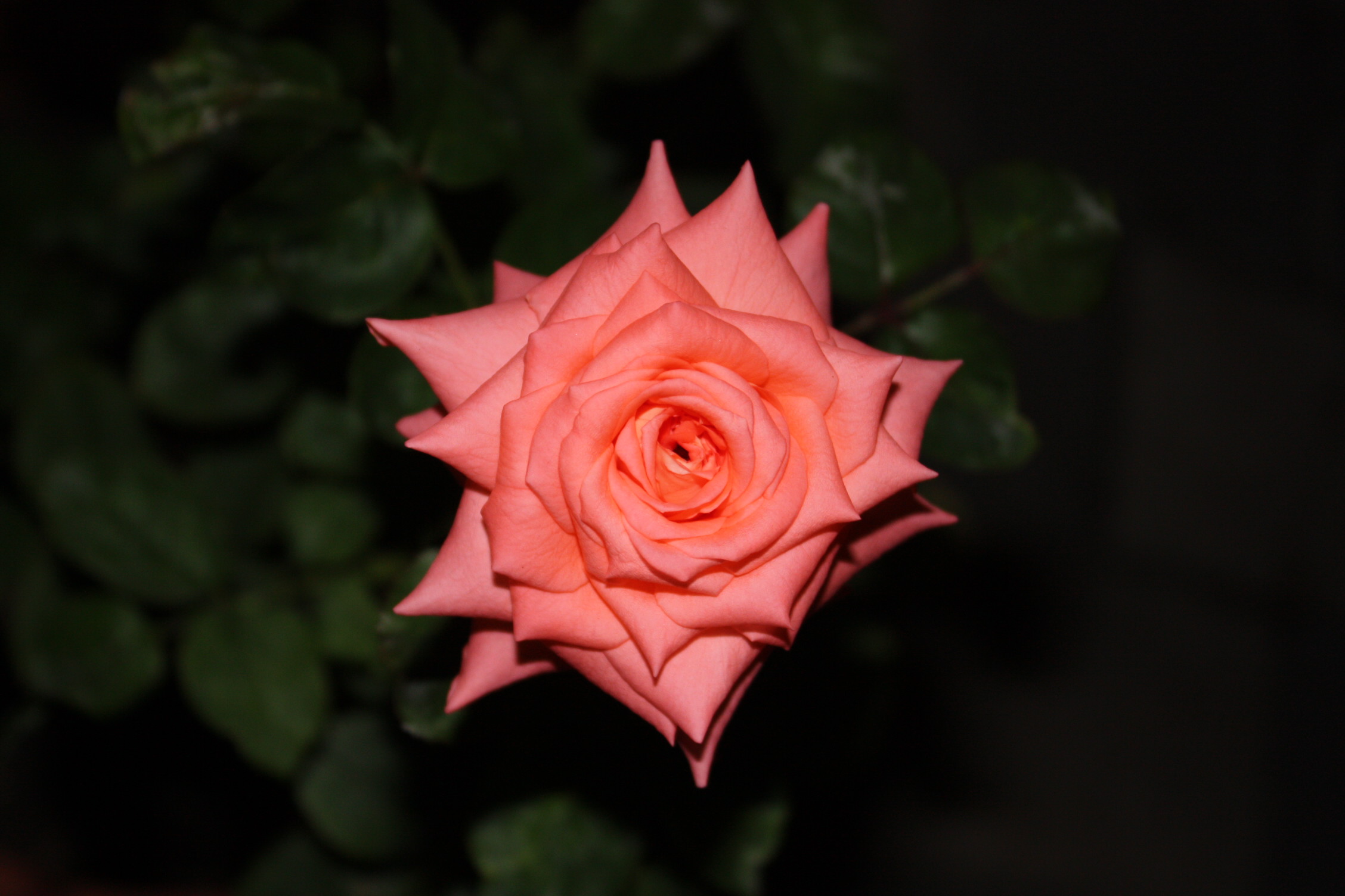 b0178169_6428100.jpg