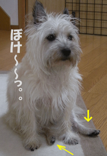 e0066883_1913361.gif