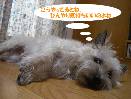 e0066883_1961782.gif