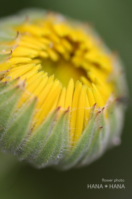 b0143484_1755475.jpg