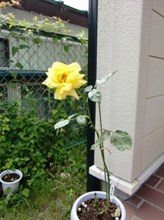 b0163088_859063.jpg