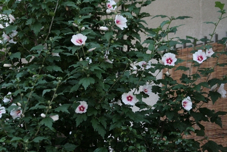 d0133693_21234139.jpg