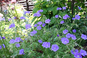 f0051194_14401061.jpg