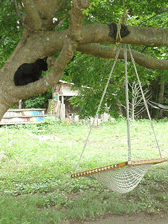 c0129702_22185671.gif