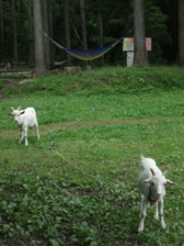 c0129702_22225818.gif